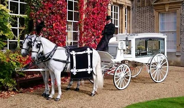 White horse-drawn hearse